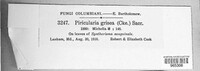 Pyricularia grisea image